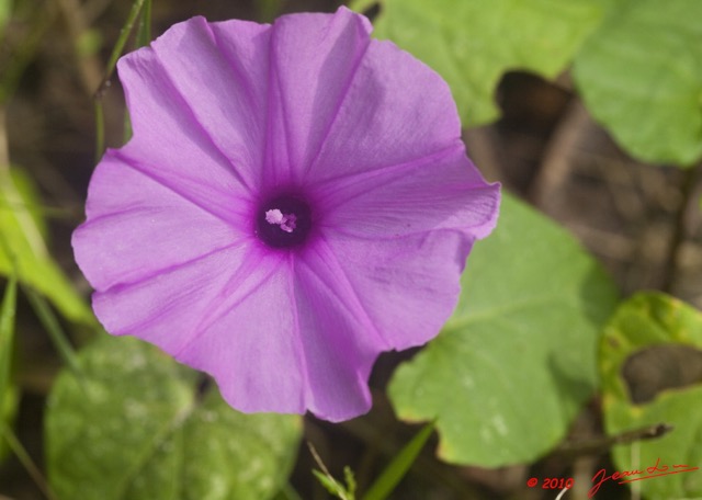 032 WINGOMBE la Foret Fleur Mauve 9E5K2IMG_56807wtmk.jpg