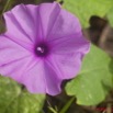 032 WINGOMBE la Foret Fleur Mauve 9E5K2IMG_56807wtmk.jpg