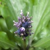 036 WINGOMBE la Foret Fruit Violet 9E5K2IMG_56802wtmk.jpg