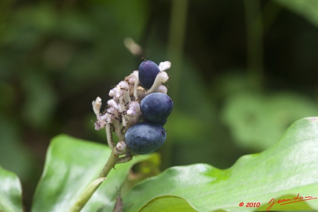 037 WINGOMBE la Foret Fruit Violet 9E5K2IMG_56803wtmk.jpg