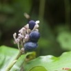 037 WINGOMBE la Foret Fruit Violet 9E5K2IMG_56803wtmk.jpg