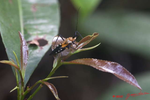 039 WINGOMBE la Foret Insecte Hemiptere 9E5K2IMG_56825wtmk.jpg