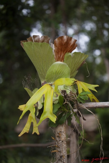045 WINGOMBE la Foret Orchidee 9E5K2IMG_56870wtmk.jpg
