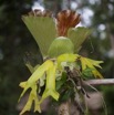 045 WINGOMBE la Foret Orchidee 9E5K2IMG_56870wtmk.jpg