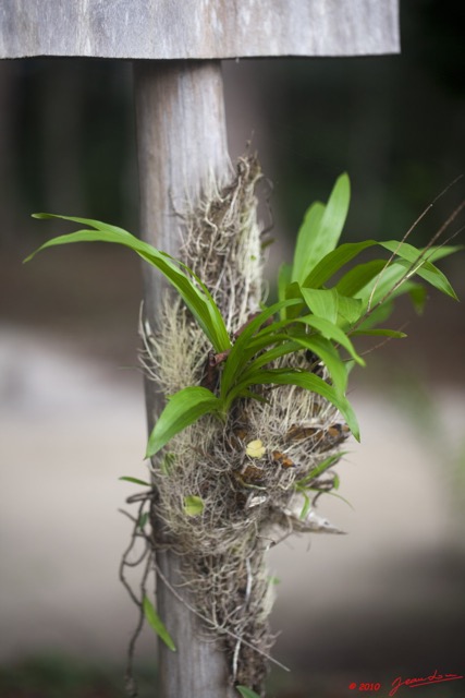 046 WINGOMBE la Foret Orchidee 9E5K2IMG_56871wtmk.jpg