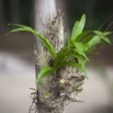 046 WINGOMBE la Foret Orchidee 9E5K2IMG_56871wtmk.jpg