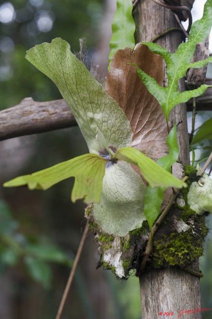 048 WINGOMBE la Foret Orchidee 9E5K2IMG_56875wtmk.jpg