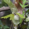 048 WINGOMBE la Foret Orchidee 9E5K2IMG_56875wtmk.jpg