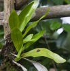 049 WINGOMBE la Foret Orchidee 9E5K2IMG_56876wtmk.jpg