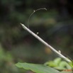050 WINGOMBE la Foret Plante Parasite 9E5K2IMG_56810wtmk.jpg