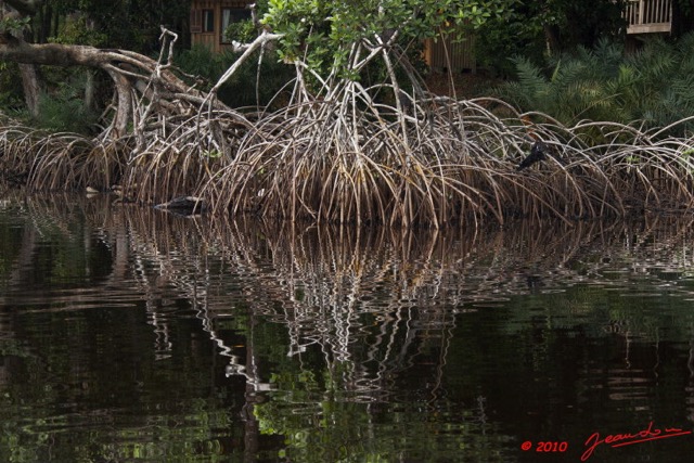 078 WINGOMBE Mangrove 9E5K2IMG_56518wtmk.jpg