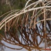080 WINGOMBE Mangrove 9E5K2IMG_56689wtmk.jpg