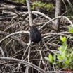 082 WINGOMBE Mangrove 9E5K2IMG_56475wtmk.jpg