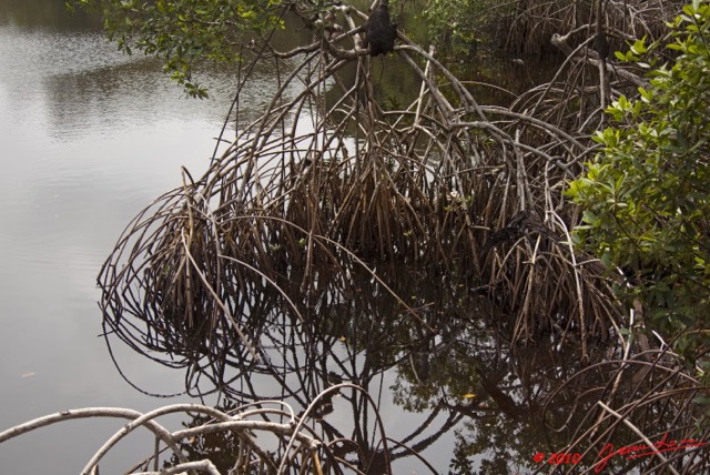 084 WINGOMBE Mangrove 9E5K2IMG_56644wtmk.jpg