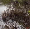 084 WINGOMBE Mangrove 9E5K2IMG_56644wtmk.jpg