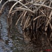086 WINGOMBE Mangrove 9E5K2IMG_56663wtmk.jpg