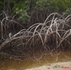 087 WINGOMBE Mangrove 9E5K2IMG_56880wtmk.jpg
