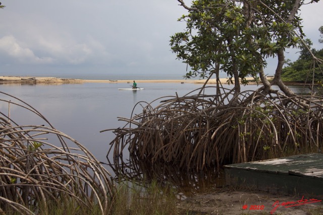 088 WINGOMBE Mangrove et Plage 9E5K2IMG_56506wtmk.jpg