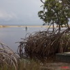 088 WINGOMBE Mangrove et Plage 9E5K2IMG_56506wtmk.jpg