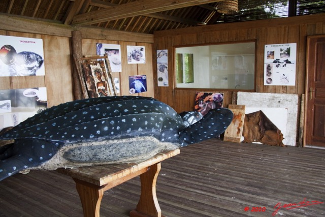 093 WINGOMBE Musee de la Tortue 9E5K2IMG_56593wtmk.jpg
