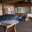 093 WINGOMBE Musee de la Tortue 9E5K2IMG_56593wtmk.jpg