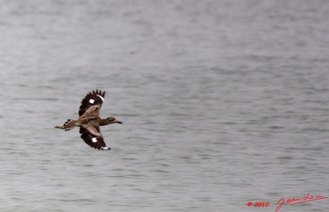 101 WINGOMBE Oiseau en Vol 9E5K2IMG_56776wtmk.jpg