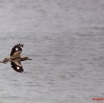 101 WINGOMBE Oiseau en Vol 9E5K2IMG_56776wtmk.jpg