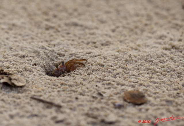 103 WINGOMBE Crabe sur la Plage 9E5K2IMG_56715wtmk.jpg