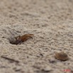 103 WINGOMBE Crabe sur la Plage 9E5K2IMG_56715wtmk.jpg