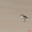 104 WINGOMBE Oiseau Pluvier Charadrius marginatus 9E5K2IMG_56769awtmk.jpg