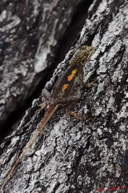 106 WINGOMBE Reptile Lezard 9E5K2IMG_56525wtmk.jpg