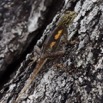 106 WINGOMBE Reptile Lezard 9E5K2IMG_56525wtmk.jpg