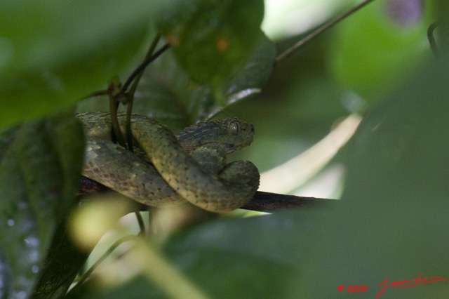 107 WINGOMBE Serpent 37 ATHERIS squamigera 9E5K2IMG_56532awtmk.jpg
