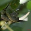 107 WINGOMBE Serpent 37 ATHERIS squamigera 9E5K2IMG_56532awtmk.jpg