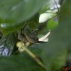 108 WINGOMBE Serpent 37 ATHERIS squamigera 9E5K2IMG_56532wtmk.jpg