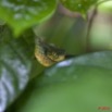 109 WINGOMBE Serpent 37 ATHERIS squamigera 9E5K2IMG_56546wtmk.jpg
