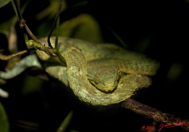 112 WINGOMBE Serpent 37 ATHERIS squamigera 9E5K2IMG_56631awtmk.jpg