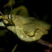 112 WINGOMBE Serpent 37 ATHERIS squamigera 9E5K2IMG_56631awtmk.jpg