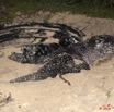 114 WINGOMBE Tortue Luth 9E5K2IMG_56739wtmk.jpg