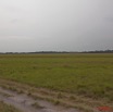 116 WINGOMBE la Savane 9E5K2IMG_56436wtmk.jpg