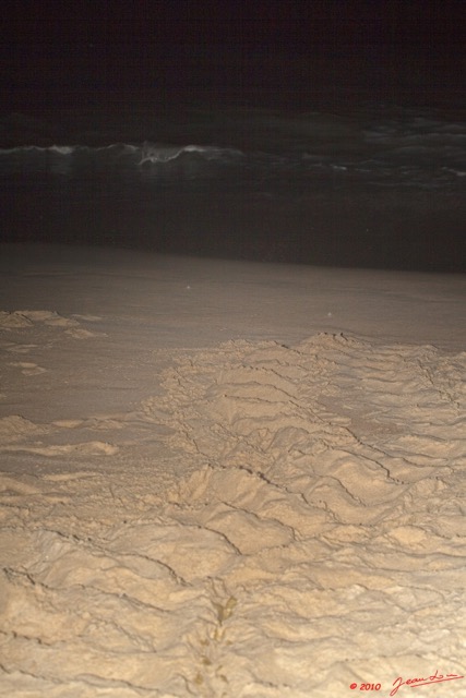 003 WINGOMBE Tortue Luth Les Traces sur la Plage 9E5K2IMG_56741wtmk.jpg
