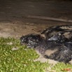 004 WINGOMBE Tortue Luth 9E5K2IMG_56735wtmk.jpg