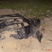 005 WINGOMBE Tortue Luth 9E5K2IMG_56737wtmk.jpg