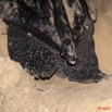 007 WINGOMBE Tortue Luth la Ponte 9E5K2IMG_56736wtmk.jpg
