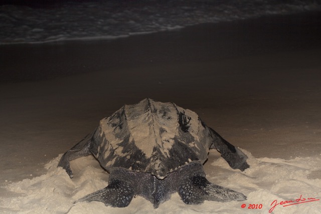 008 WINGOMBE Tortue Luth Le Retour a la Mer 9E5K2IMG_56745wtmk.jpg