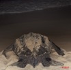 008 WINGOMBE Tortue Luth Le Retour a la Mer 9E5K2IMG_56745wtmk.jpg