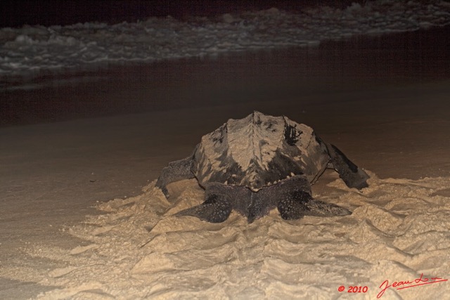009 WINGOMBE Tortue Luth Le Retour a la Mer 9E5K2IMG_56744wtmk.jpg