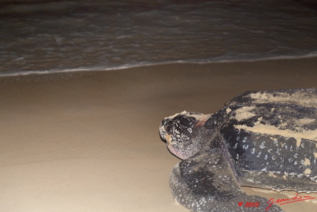 010 WINGOMBE Tortue Luth Le Retour a la Mer 9E5K2IMG_56748wtmk.jpg