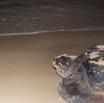 010 WINGOMBE Tortue Luth Le Retour a la Mer 9E5K2IMG_56748wtmk.jpg