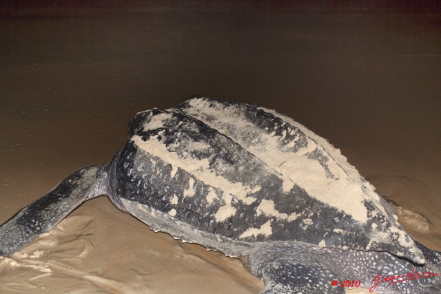 011 WINGOMBE Tortue Luth Le Retour a la Mer 9E5K2IMG_56749wtmk.jpg